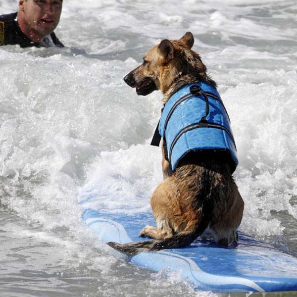 Gilet de sauvetage pour chien surfant sur les vagues.