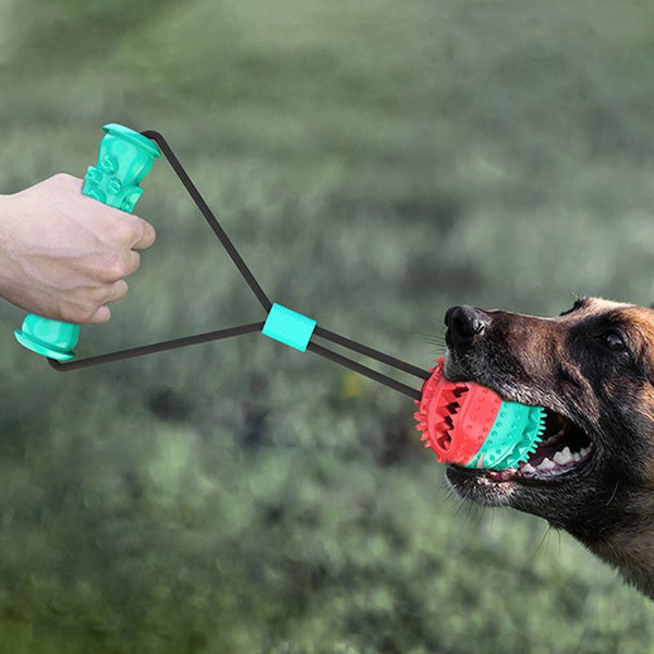 Interaction maître-chien avec un jouet à mâcher pour chien en corde