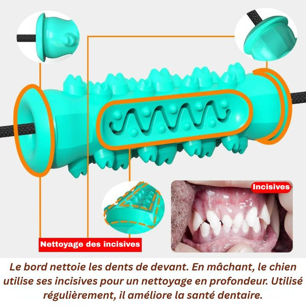 Partie incisive du jouet à mâcher pour chien pour nettoyage dentaire