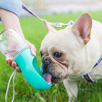 Gourde pour Chien - Bouledogue français buvant dans une gourde turquoise