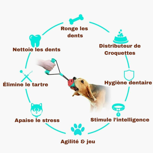 Infographie des bénéfices du jouet à mâcher pour chien : dents, stress, jeu, intelligence