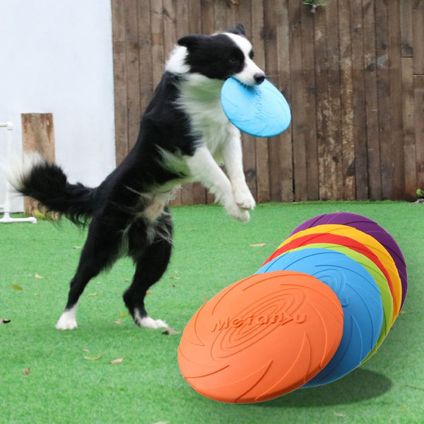 Frisbee pour chien en plein saut attrapé par un Border Collie sur pelouse verte