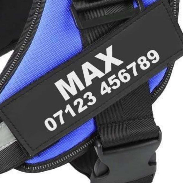 Zoom sur harnais bleu avec étiquette personnalisée "MAX" et numéro de téléphone