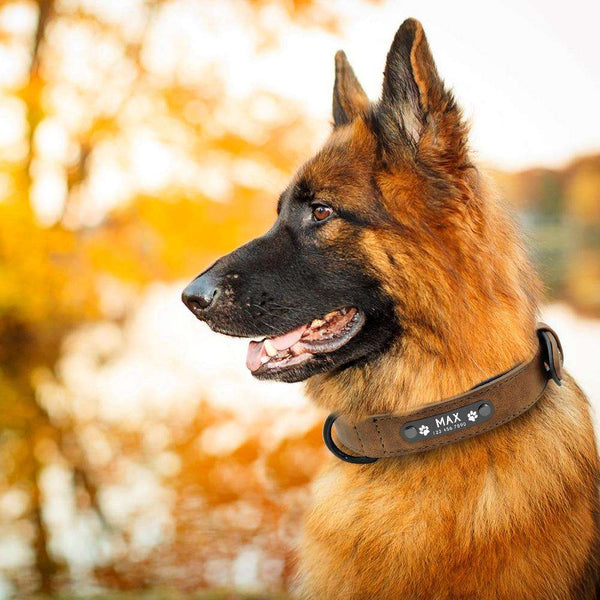 Collier pour Chien Personnalisé – Berger allemand portant un collier gravé marron