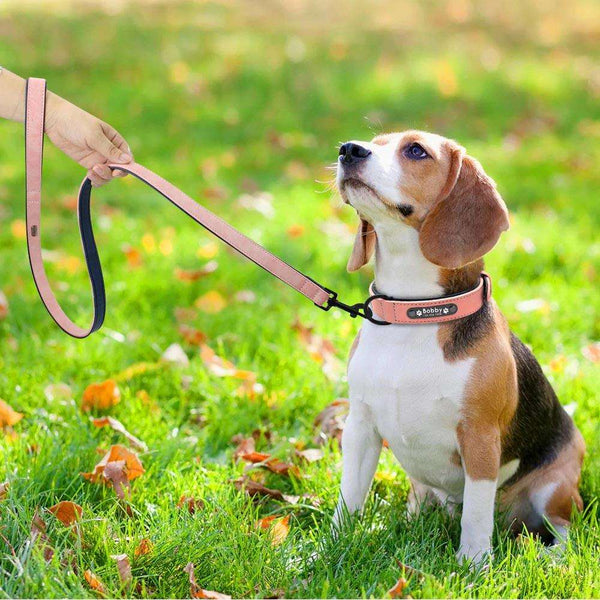 Collier pour Chien Personnalisé – Beagle portant collier et laisse rose assortis