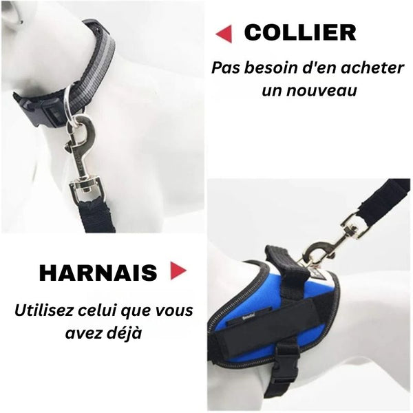 Ceinture de Sécurité pour Chien compatible collier ou harnais