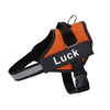 Harnais Anti Traction Personnalisé orange pour chien avec patch nom.