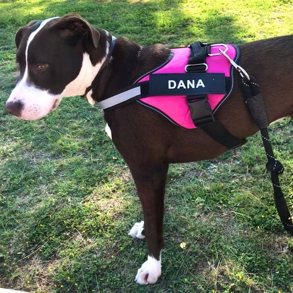Chien portant un harnais rose avec étiquette personnalisée "DANA", debout dans un parc