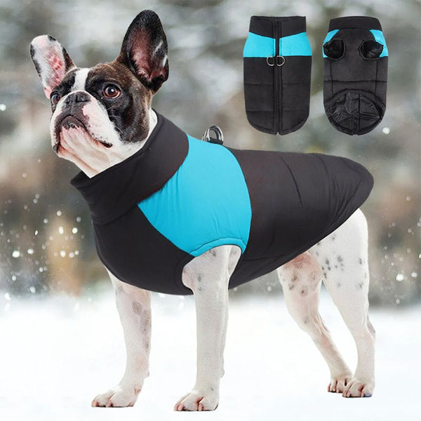 Chien bouledogue portant un Manteau Imperméable pour Chien noir et bleu en extérieur neigeux