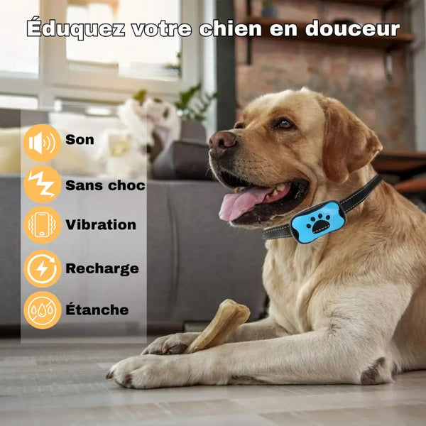 Chien portant un Collier Anti Aboiement avec pictogrammes des fonctionnalités.