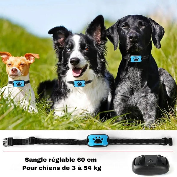 Chiens de différentes tailles portant un Collier Anti Aboiement bleu.