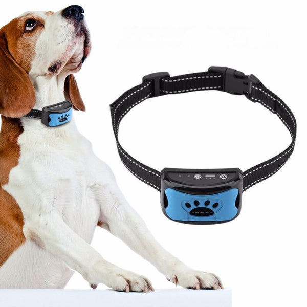 Chien beagle portant un Collier Anti Aboiement bleu.