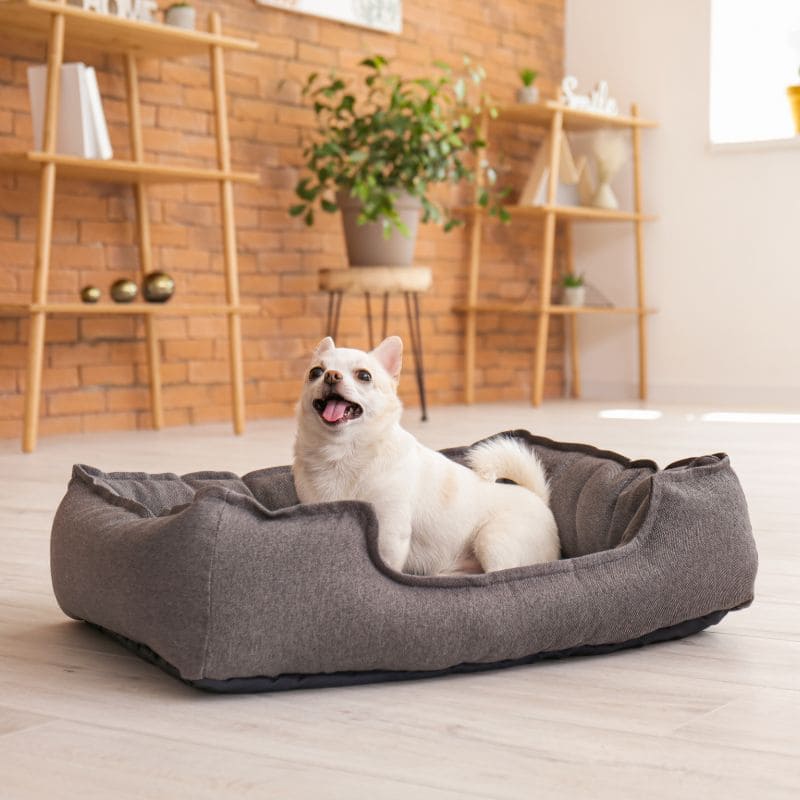 Couchage pour Chien