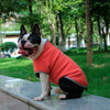 Bouledogue français assis en extérieur avec un Sweat Polaire pour Chien rouge brique