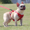 Bouledogue français avec Harnais Anti-Traction petits chiens rouge en balade