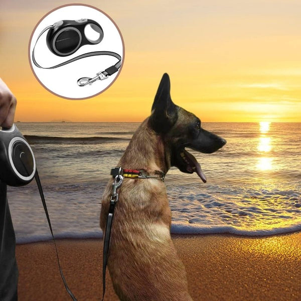 Laisse Enrouleur Gros Chien en balade au bord de la mer