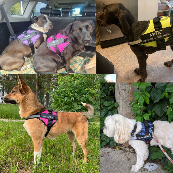 Montage de plusieurs chiens portant des harnais avec étiquettes personnalisées comme "OREO", "DUSK", "APTA", "TAN", "IN TRAINING"