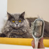 Brosse Pour Poils De Chat utilisée sur un chat à poils longs avec résultat visible après brossage - Toutou Love