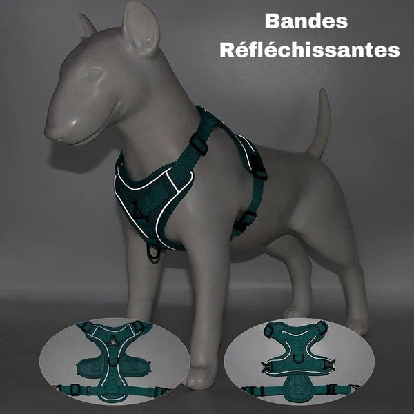 Harnais Anti-Traction petits chiens avec bandes réfléchissantes pour plus de sécurité lors des promenades nocturnes - Toutou Love