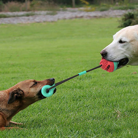 Deux chiens tirent sur un jouet à mâcher pour chien en plein air