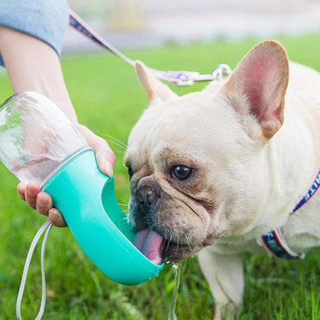 Gourde pour Chien - Bouledogue français buvant dans une gourde turquoise