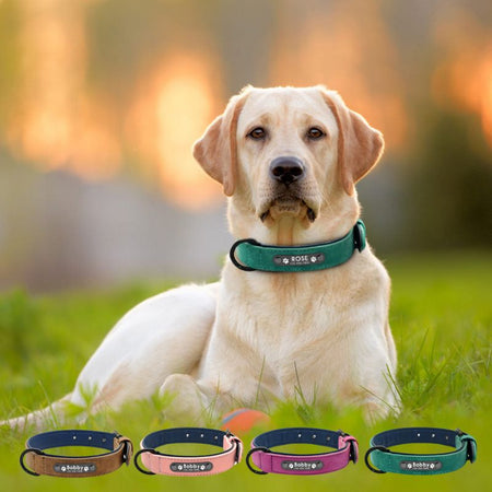 Collier pour Chien Personnalisé – Labrador avec différents modèles de colliers personnalisés