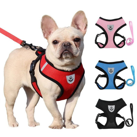 Harnais d'été respirant petit chien rouge porté par un bouledogue français.