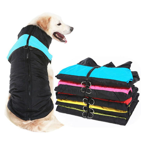 Golden retriever assis avec un Manteau Imperméable pour Chien bleu, à côté de plusieurs manteaux pliés