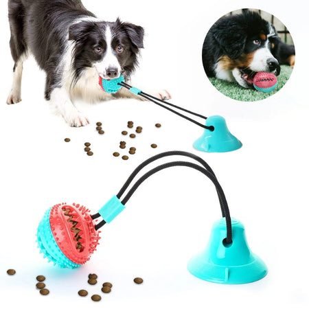Jouet ventouse pour chien avec balle rouge et bleue, chien en pleine mastication