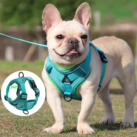 Harnais Anti-Traction petits chiens turquoise porté par un bouledogue français.