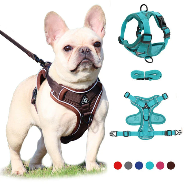 Kit complet Harnais Anti-Traction petits chiens avec laisse et différents coloris.