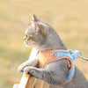 Chat observant l’extérieur équipé d’un harnais pour chat orange et bleu - Toutou Love