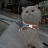 Chat blanc avec harnais pour chat réfléchissant pour les balades de nuit - Toutou Love