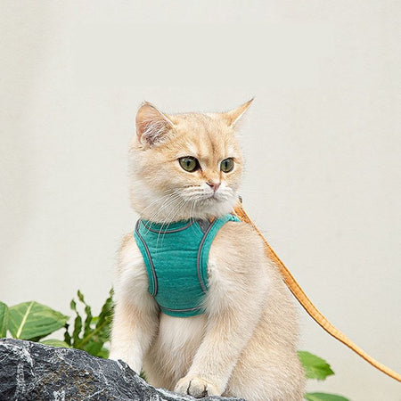 Chat beige assis avec un harnais pour chat vert sur fond neutre - Toutou Love
