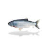 Jeu poisson pour chat réaliste sur fond blanc - Toutou Love