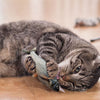 Chat jouant avec un jouet poisson pour chat entre ses pattes - Toutou Love