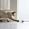 Chat tapant sur un jeu poisson pour chat devant une fenêtre - Toutou Love