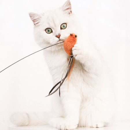 Chat blanc tenant un oiseau orange en peluche – Jouet pour Chat Canne Oiseau avec proie réaliste - Toutou Love