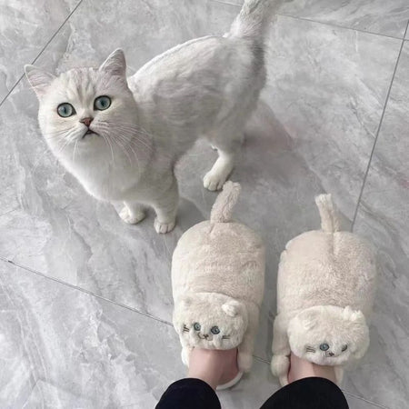 Pantoufles chat beiges portées devant un chat blanc aux yeux bleus - Toutou Love